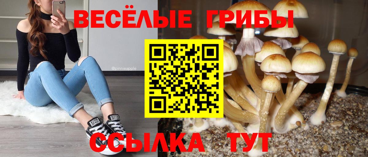 Псилоцибиновые грибы мицелий Дятьково